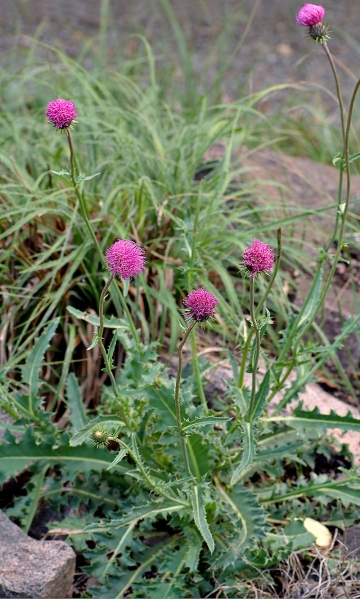 Pflanzenbild gross Berg-Distel - Carduus defloratus