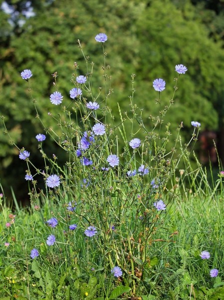 Pflanzenbild gross Wegwarte - Cichorium intybus