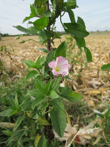 Pflanzenbild gross Acker-Winde - Convolvulus arvensis