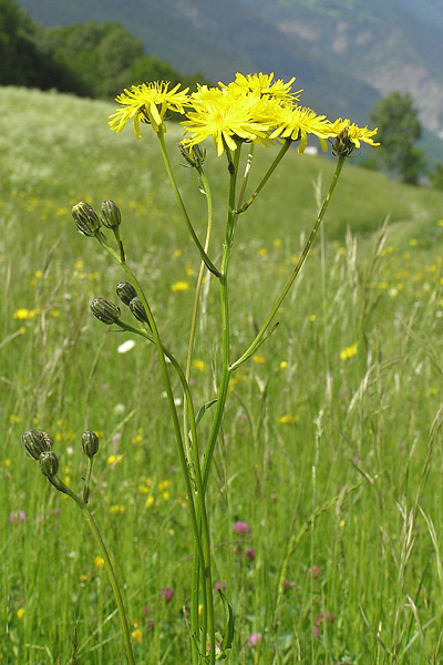 Pflanzenbild gross Wiesen-Pippau - Crepis biennis