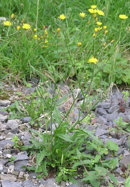Pflanzenbild gross Kleinköpfiger Pippau - Crepis capillaris