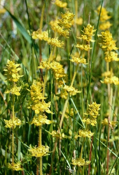 Pflanzenbild gross Behaartes Kreuzlabkraut - Cruciata laevipes
