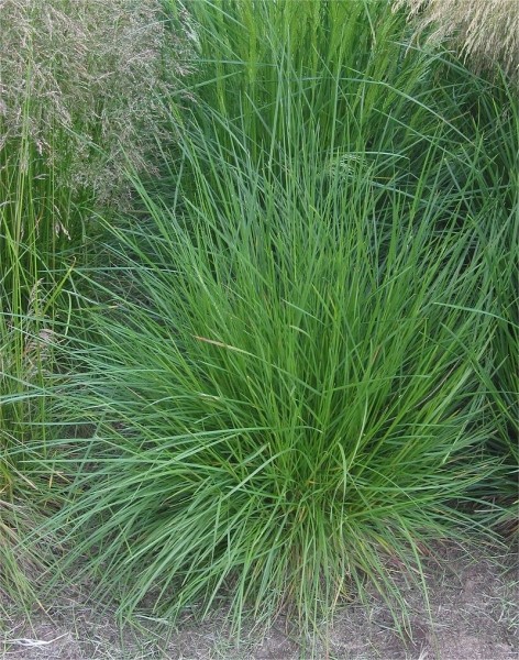 Pflanzenbild gross Rasen-Schmiele - Deschampsia cespitosa