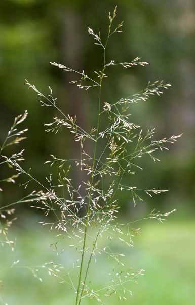 Pflanzenbild gross Rasen-Schmiele - Deschampsia cespitosa