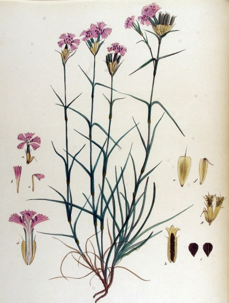 Pflanzenbild gross Kartäuser-Nelke - Dianthus carthusianorum