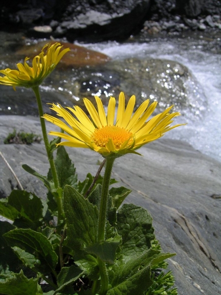 Pflanzenbild gross Grossköpfige Gämswurz - Doronicum grandiflorum