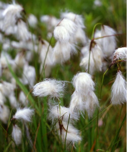 Pflanzenbild gross Schmalblättriges Wollgras - Eriophorum angustifolium