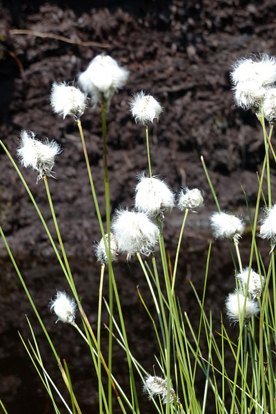 Pflanzenbild gross Scheiden-Wollgras - Eriophorum vaginatum