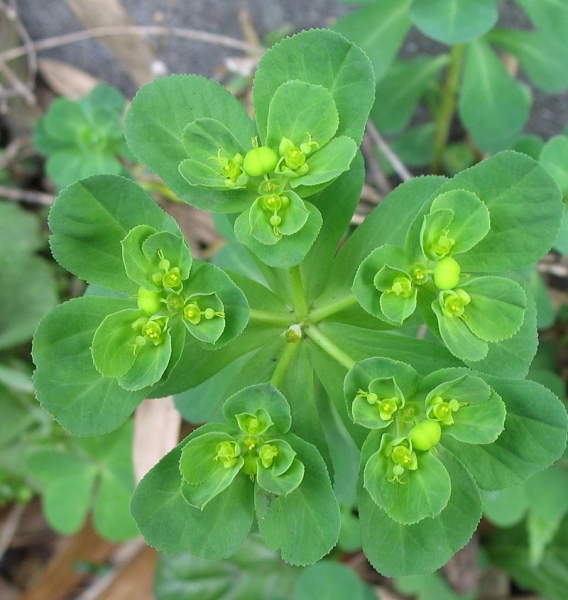 Pflanzenbild gross Sonnenwend-Wolfsmilch - Euphorbia helioscopia