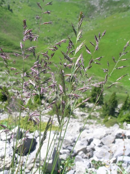 Pflanzenbild gross Rot-Schwingel - Festuca rubra