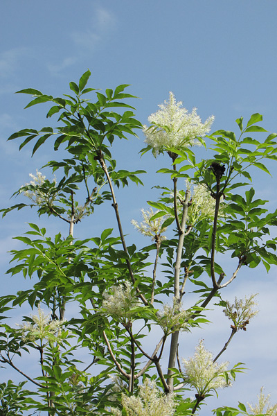 Pflanzenbild gross Manna-Esche - Fraxinus ornus