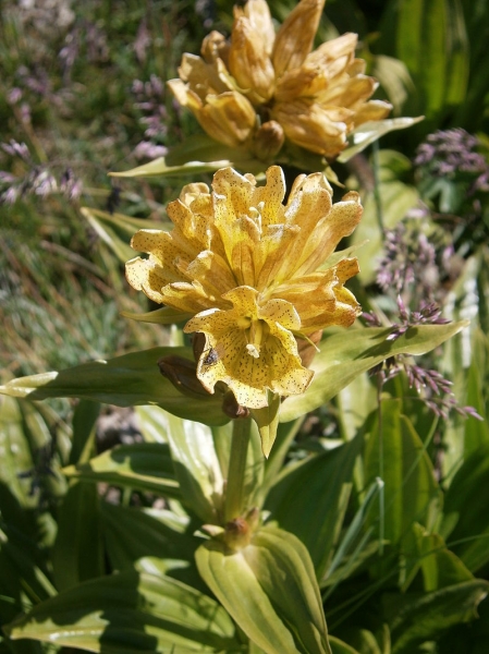 Pflanzenbild gross Getüpfelter Enzian - Gentiana punctata