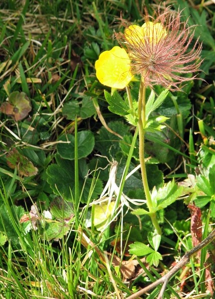 Pflanzenbild gross Berg-Nelkenwurz - Geum montanum