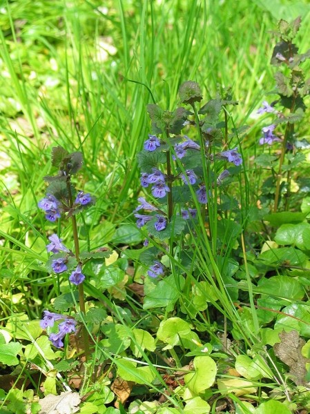 Pflanzenbild gross Gundelrebe - Glechoma hederacea
