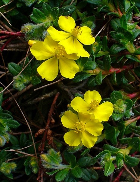 Pflanzenbild gross Alpen-Sonnenröschen - Helianthemum alpestre
