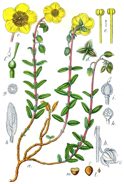 Pflanzenbild gross Gemeines Sonnenröschen - Helianthemum nummularium