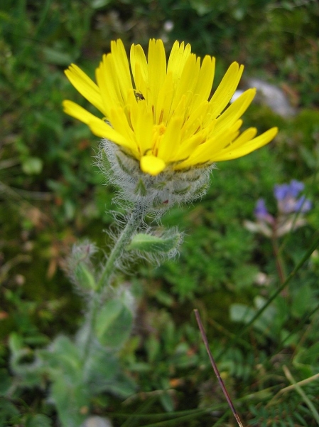 Pflanzenbild gross Zottiges Habichtskraut - Hieracium villosum