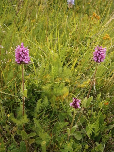 Pflanzenbild gross Alpen-Betonie - Stachys pradica