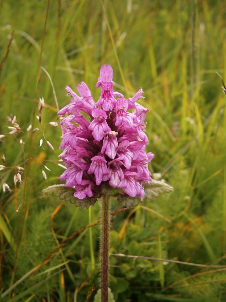 Pflanzenbild gross Alpen-Betonie - Stachys pradica