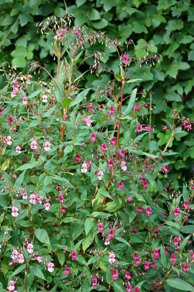 Pflanzenbild gross Drüsiges Springkraut - Impatiens glandulifera