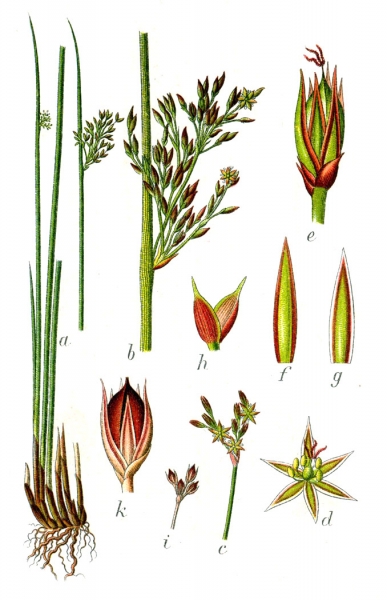 Pflanzenbild gross Blaugrüne Binse - Juncus inflexus