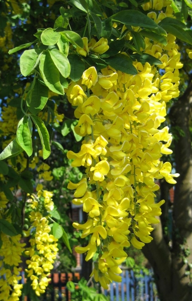 Pflanzenbild gross Gemeiner Goldregen - Laburnum anagyroides