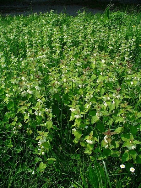 Pflanzenbild gross Weisse Taubnessel - Lamium album