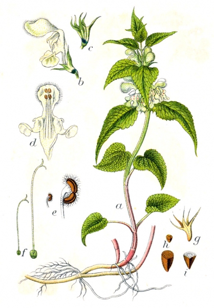 Pflanzenbild gross Weisse Taubnessel - Lamium album