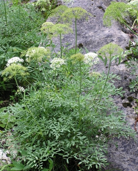 Pflanzenbild gross Berg-Laserkraut - Laserpitium siler