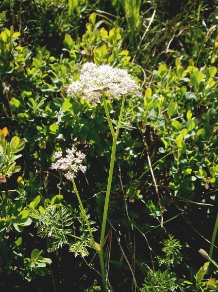 Pflanzenbild gross Alpen-Liebstock - Ligusticum mutellina