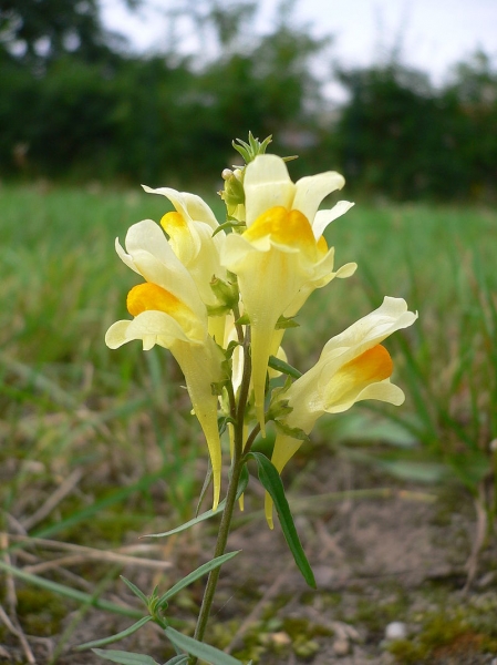 Pflanzenbild gross Gemeines Leinkraut - Linaria vulgaris