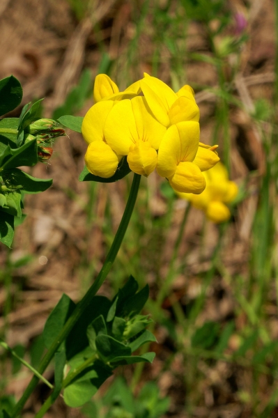 Pflanzenbild gross Gewöhnlicher Hornklee - Lotus corniculatus