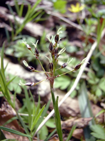 Pflanzenbild gross Behaarte Hainsimse - Luzula pilosa