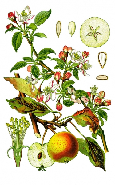 Pflanzenbild gross Holz-Apfelbaum - Malus sylvestris