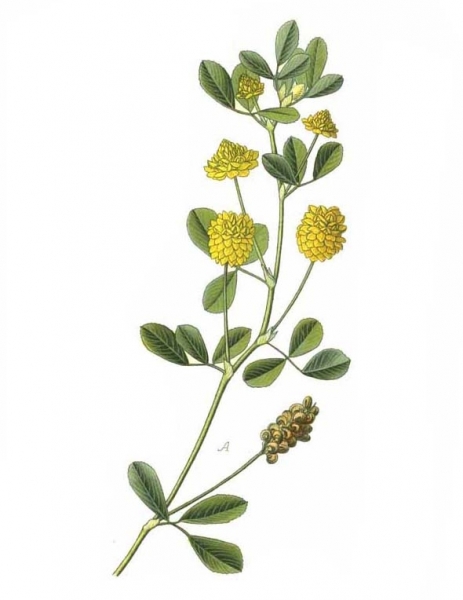 Pflanzenbild gross Hopfenklee - Medicago lupulina