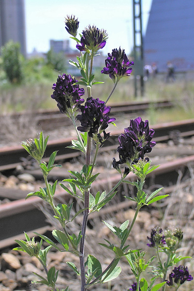 Pflanzenbild gross Saat-Luzerne - Medicago sativa