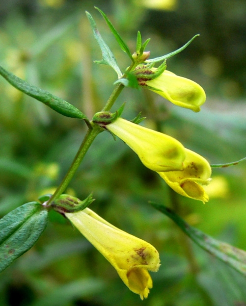 Pflanzenbild gross Wiesen-Wachtelweizen - Melampyrum pratense