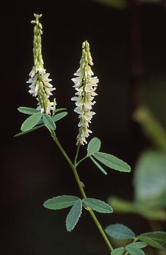 Pflanzenbild gross Weisser Honigklee - Melilotus albus