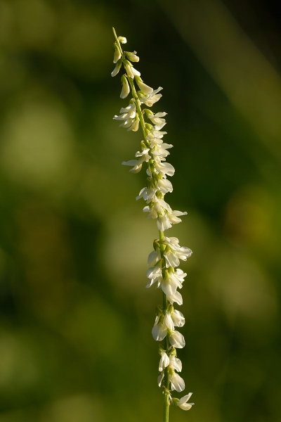 Pflanzenbild gross Weisser Honigklee - Melilotus albus