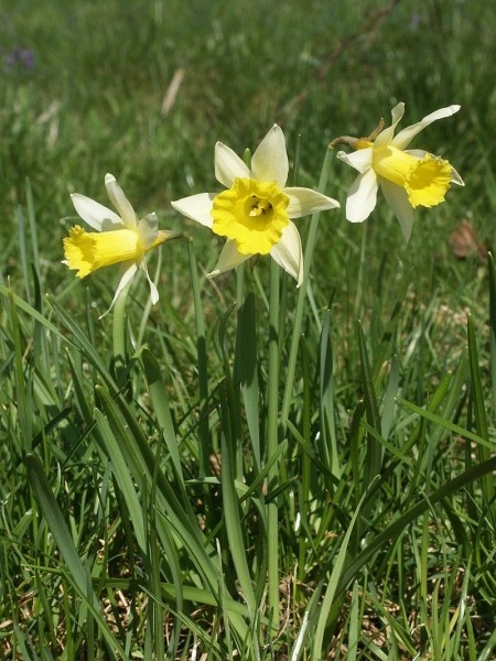 Pflanzenbild gross Osterglocke - Narcissus pseudonarcissus