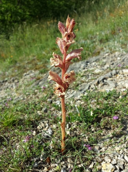 Pflanzenbild gross Thymian-Würger - Orobanche alba
