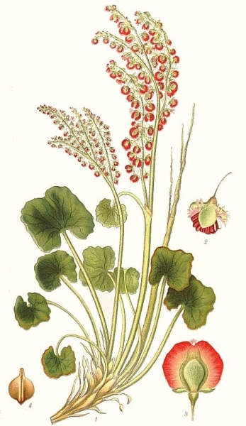 Pflanzenbild gross Säuerling - Oxyria digyna
