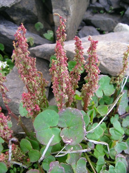 Pflanzenbild gross Säuerling - Oxyria digyna