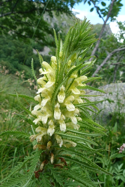 Pflanzenbild gross Blattreiches Läusekraut - Pedicularis foliosa