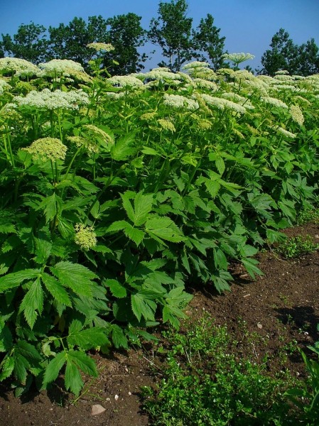 Pflanzenbild gross Meisterwurz - Peucedanum ostruthium