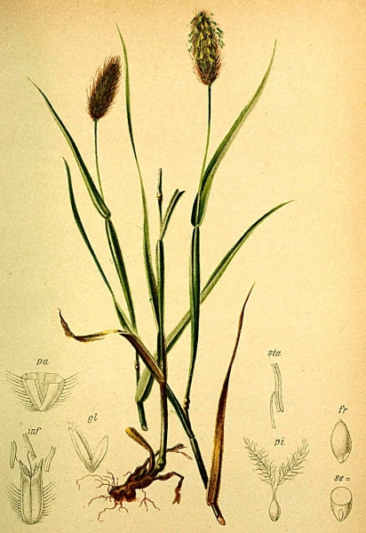 Pflanzenbild gross Alpen-Lieschgras - Phleum alpinum aggr.