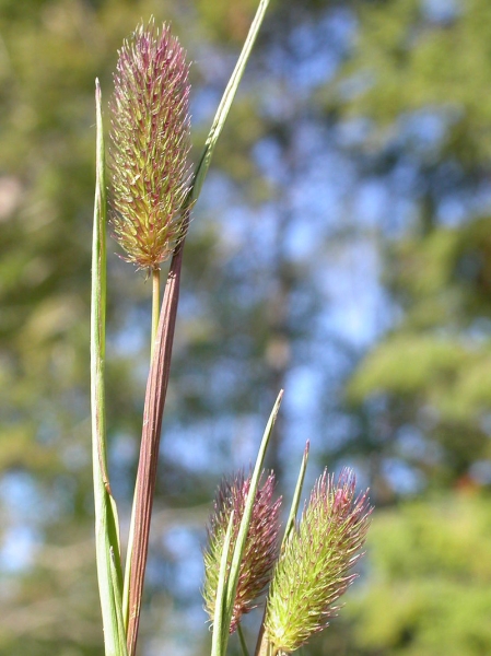 Pflanzenbild gross Alpen-Lieschgras - Phleum alpinum aggr.