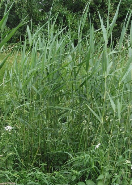 Pflanzenbild gross Schilf - Phragmites australis