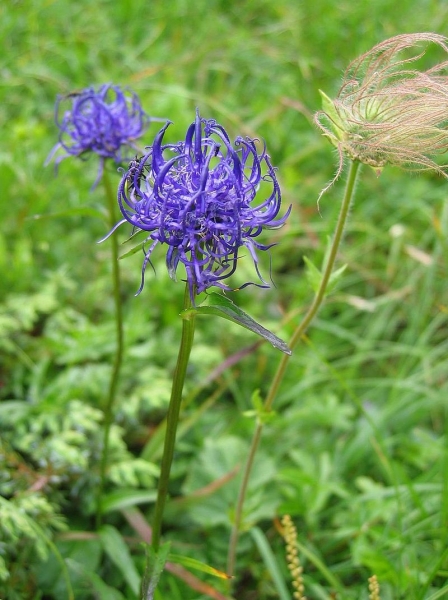 Pflanzenbild gross Rundköpfige Rapunzel - Phyteuma orbiculare