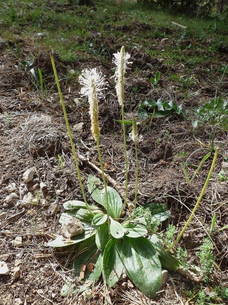 Pflanzenbild gross Mittlerer Wegerich - Plantago media